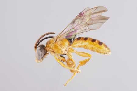 [Halictonomia male (lateral/side view) thumbnail]